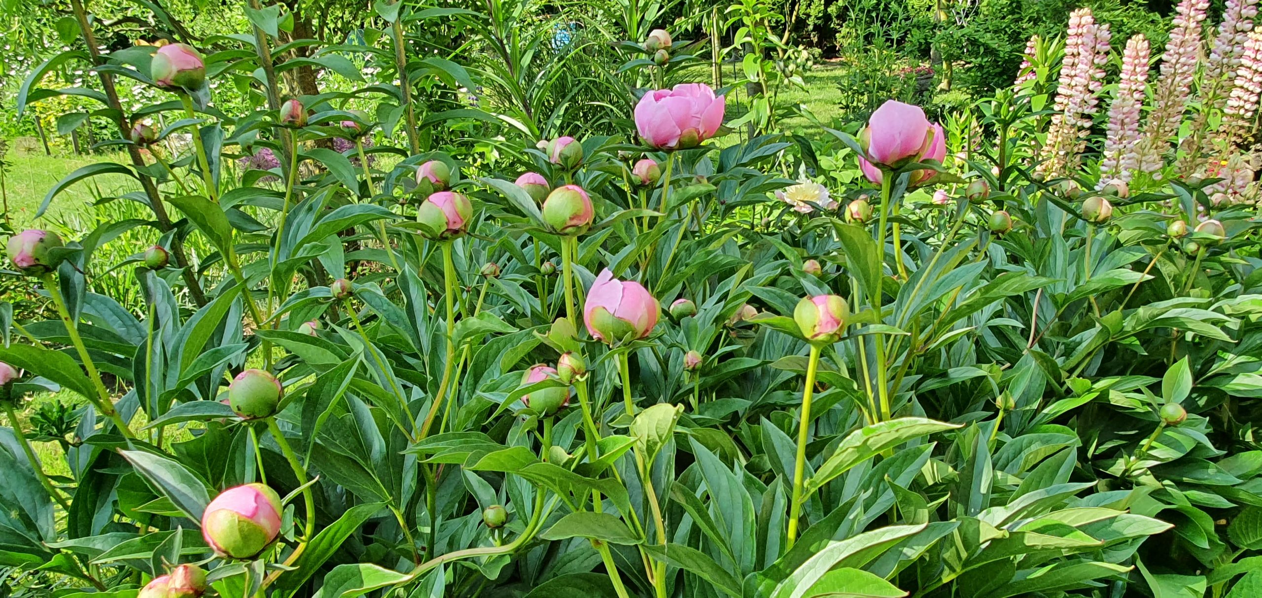 Kwiaty z babcinego ogródka. Siedem zapomnianych roślin