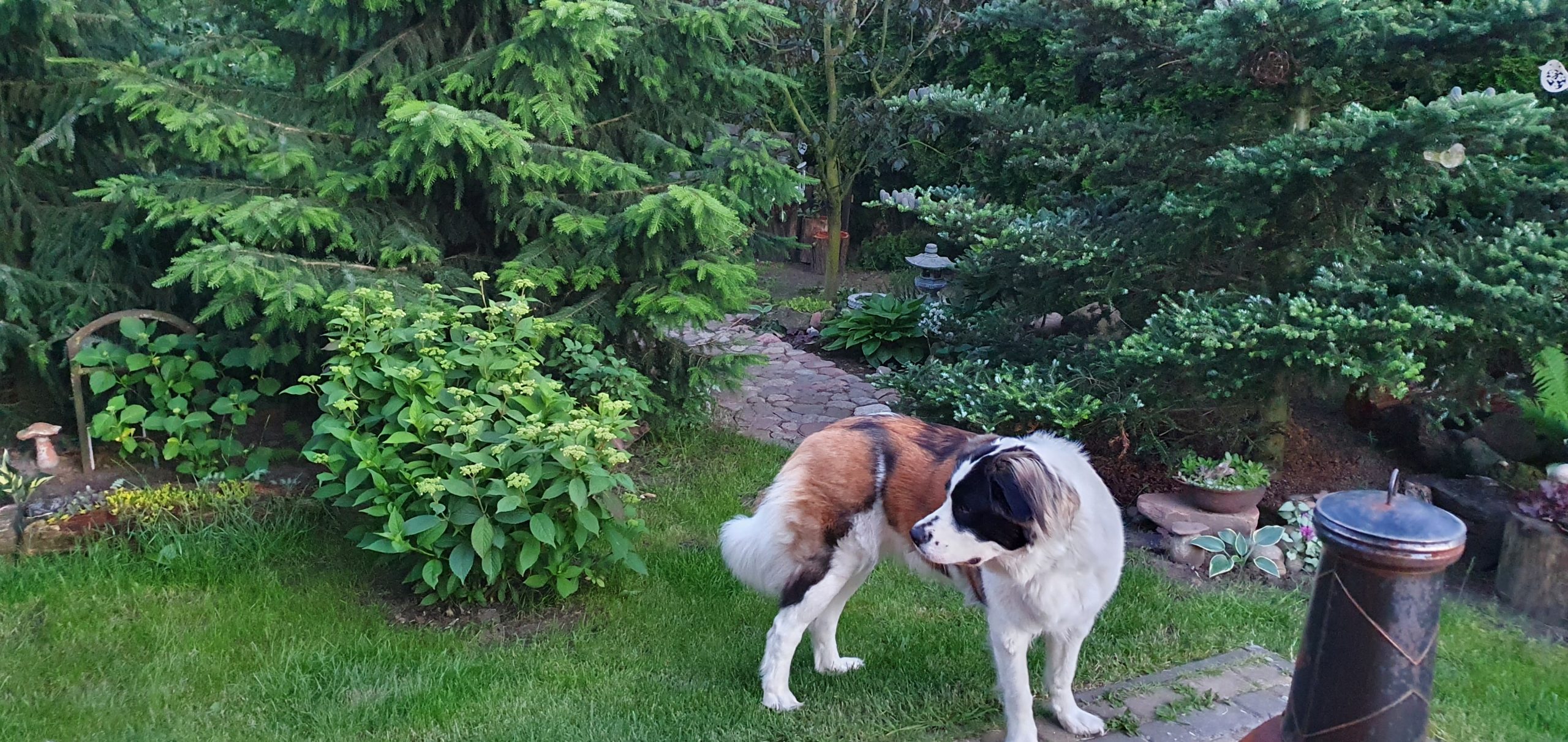 Cztery łapy i kropki. Pies w ogrodzie