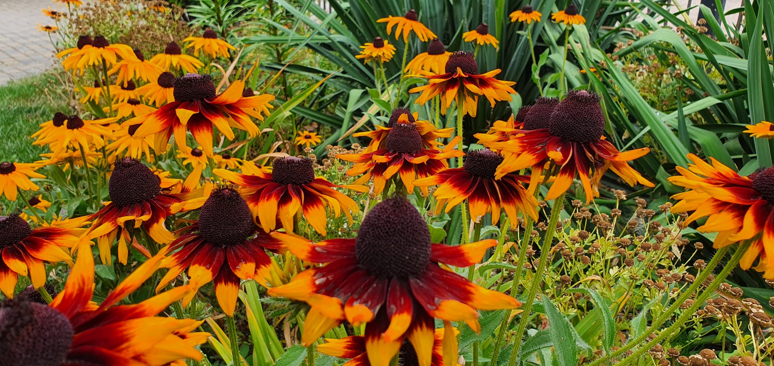 Rudbekia. Jak rozświetlić rabatę