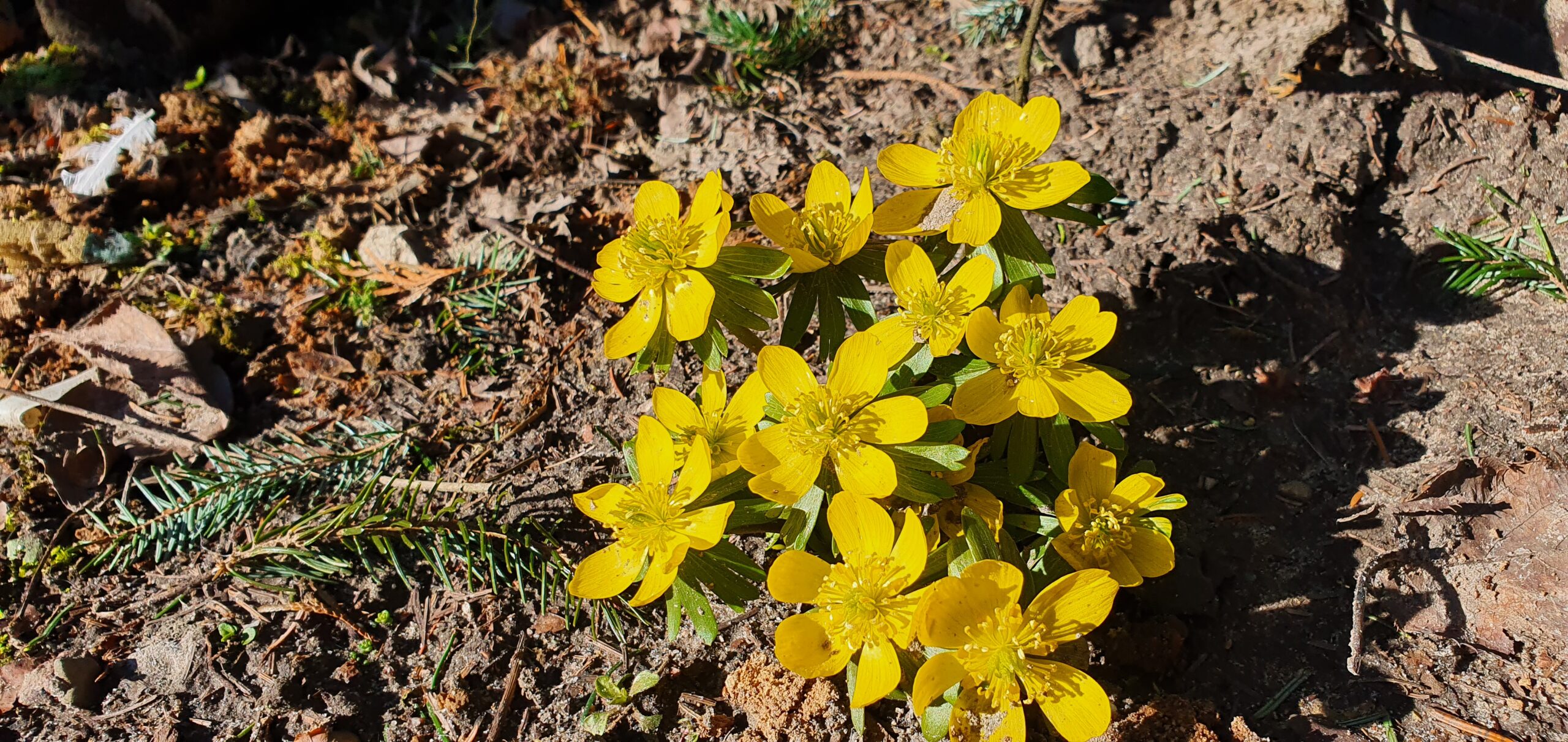 Pierwsze zwiastuny wiosny