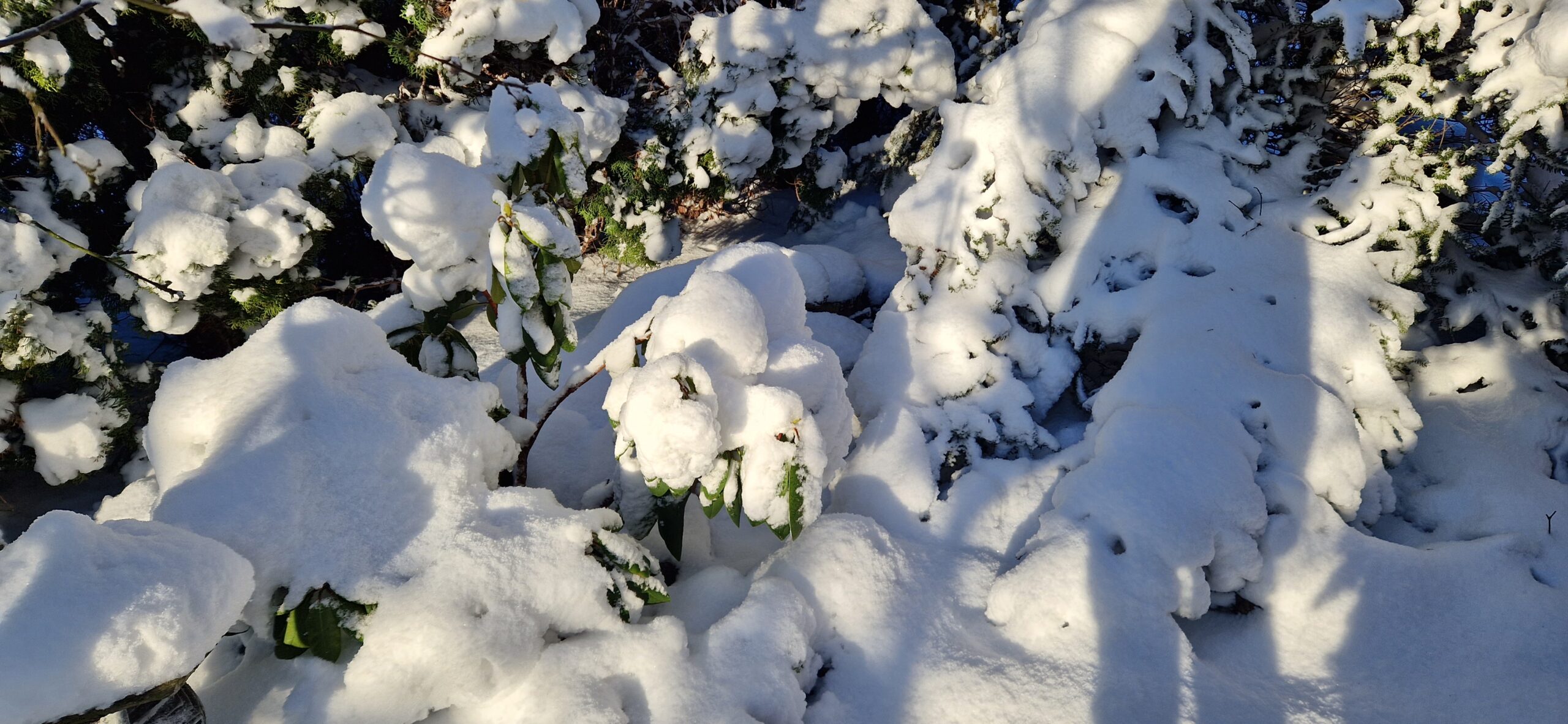 Zimowy luty w ogrodzie