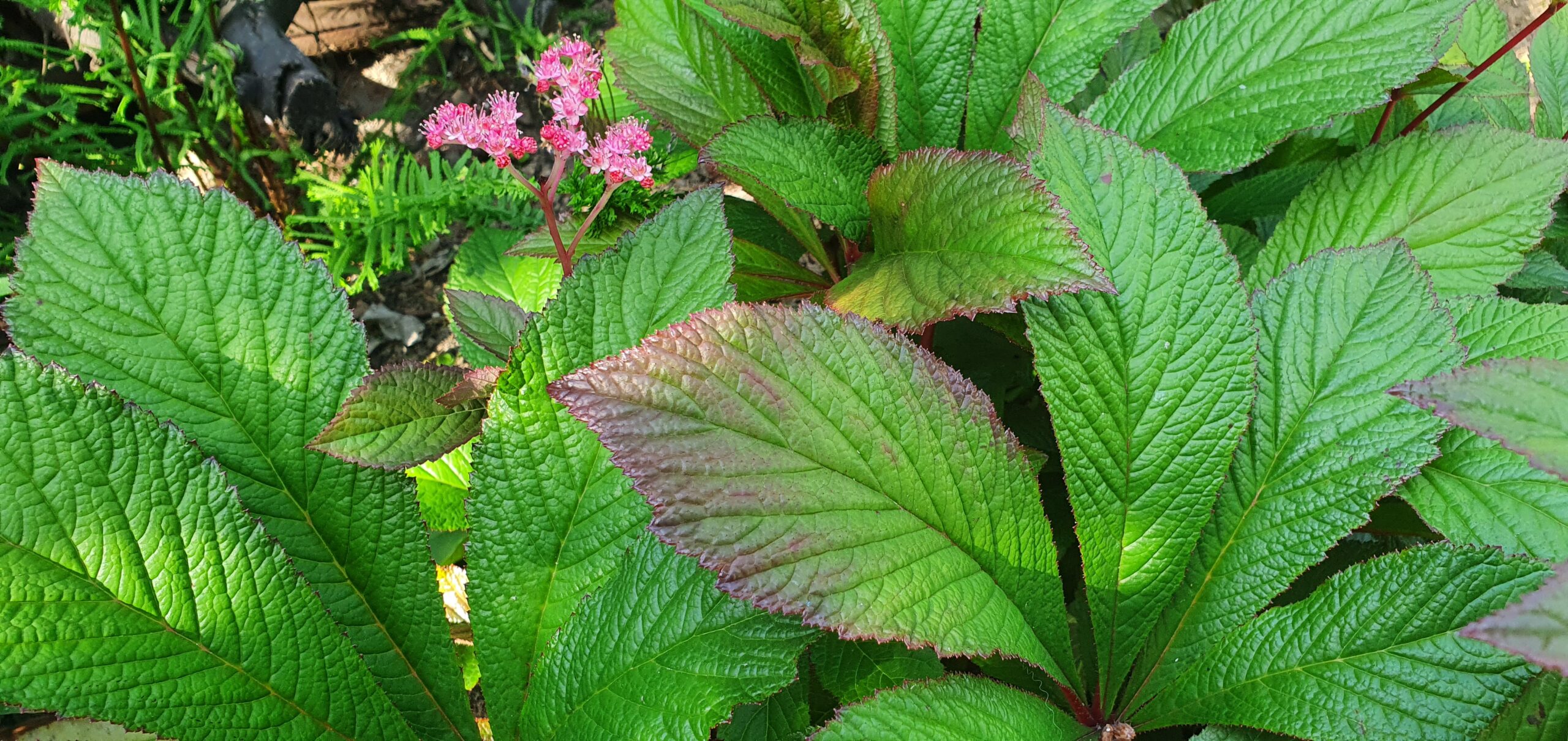 Rodgersja kasztanowcolistna Dark Pokers, roślina do cienia