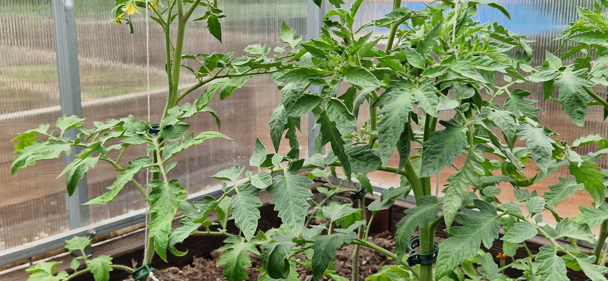 Pomidory, podwiązywanie, pielęgnacja