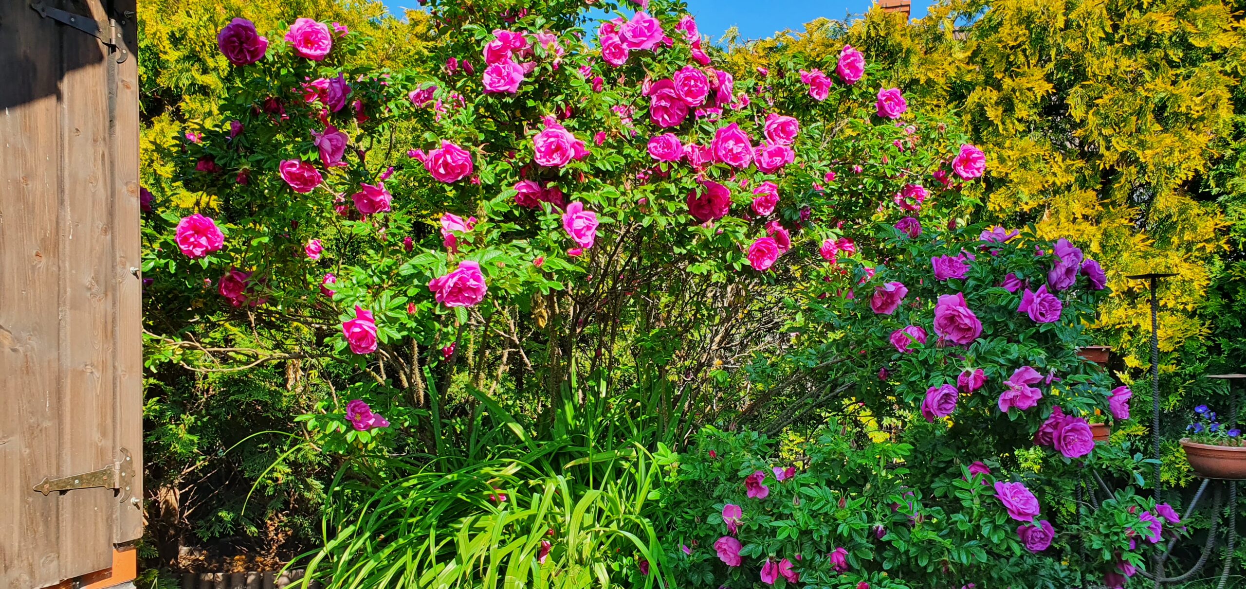 Róża pomarszczona. Róża rugosa.