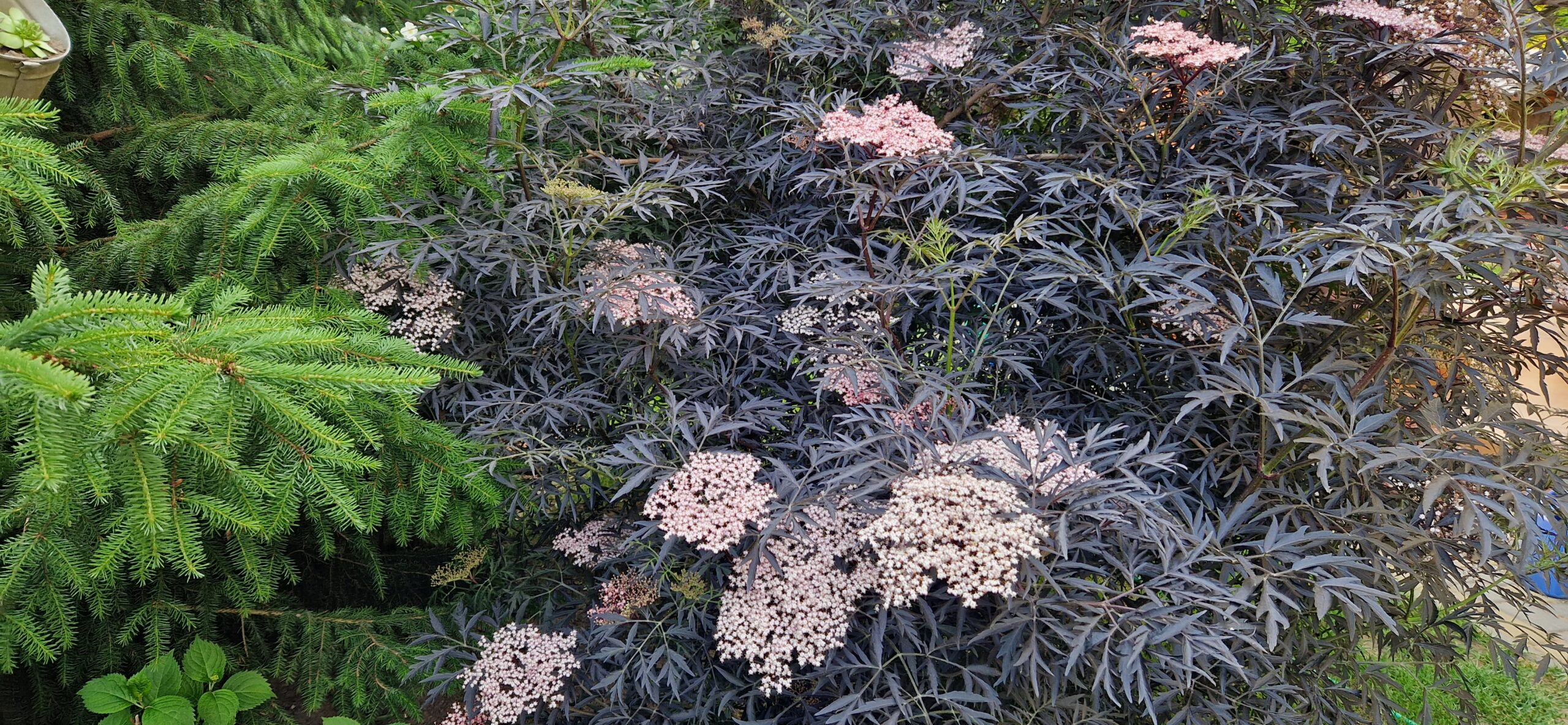 Czarny bez Black Lace’Eva