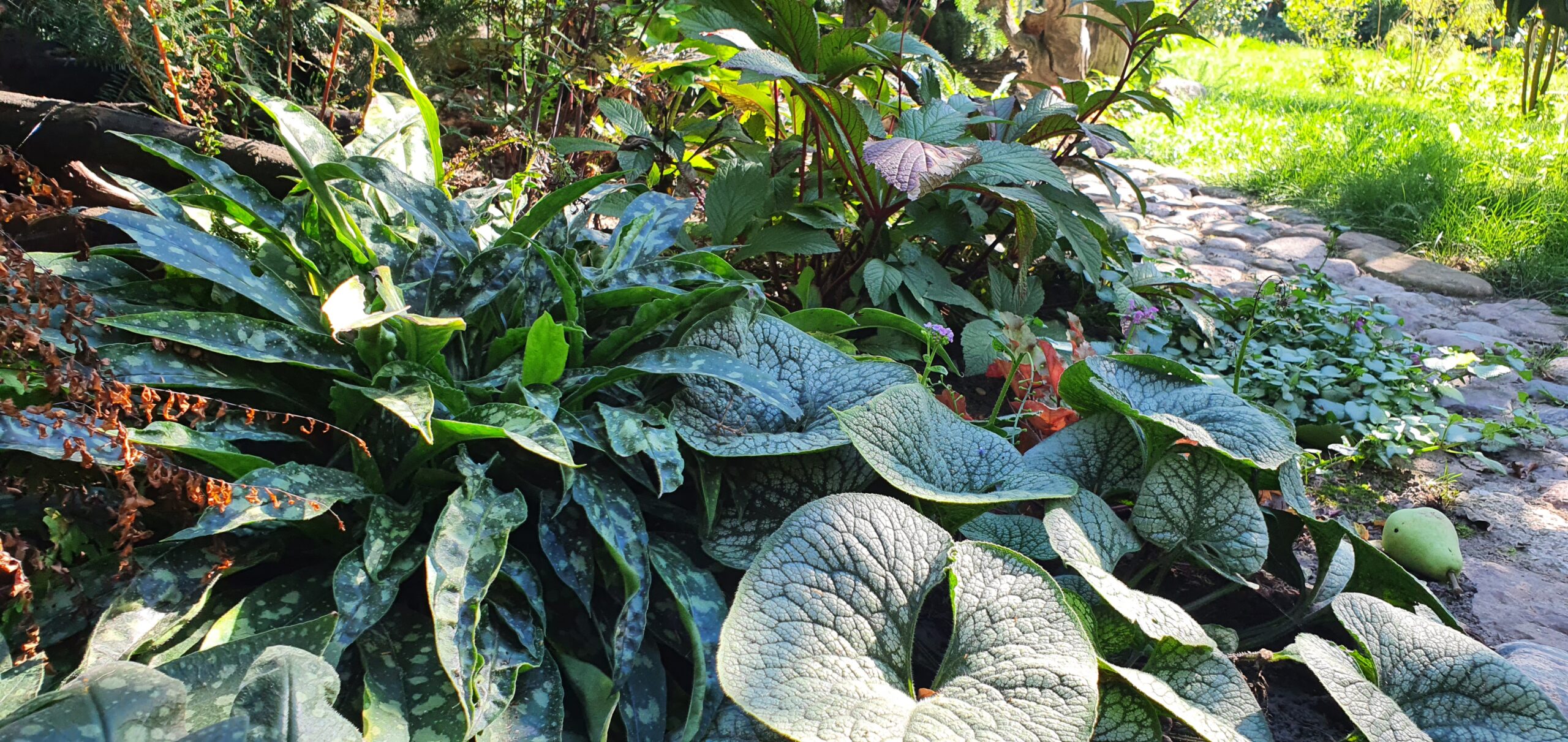 Brunera wielkolistna, niezapominajka kaukaska