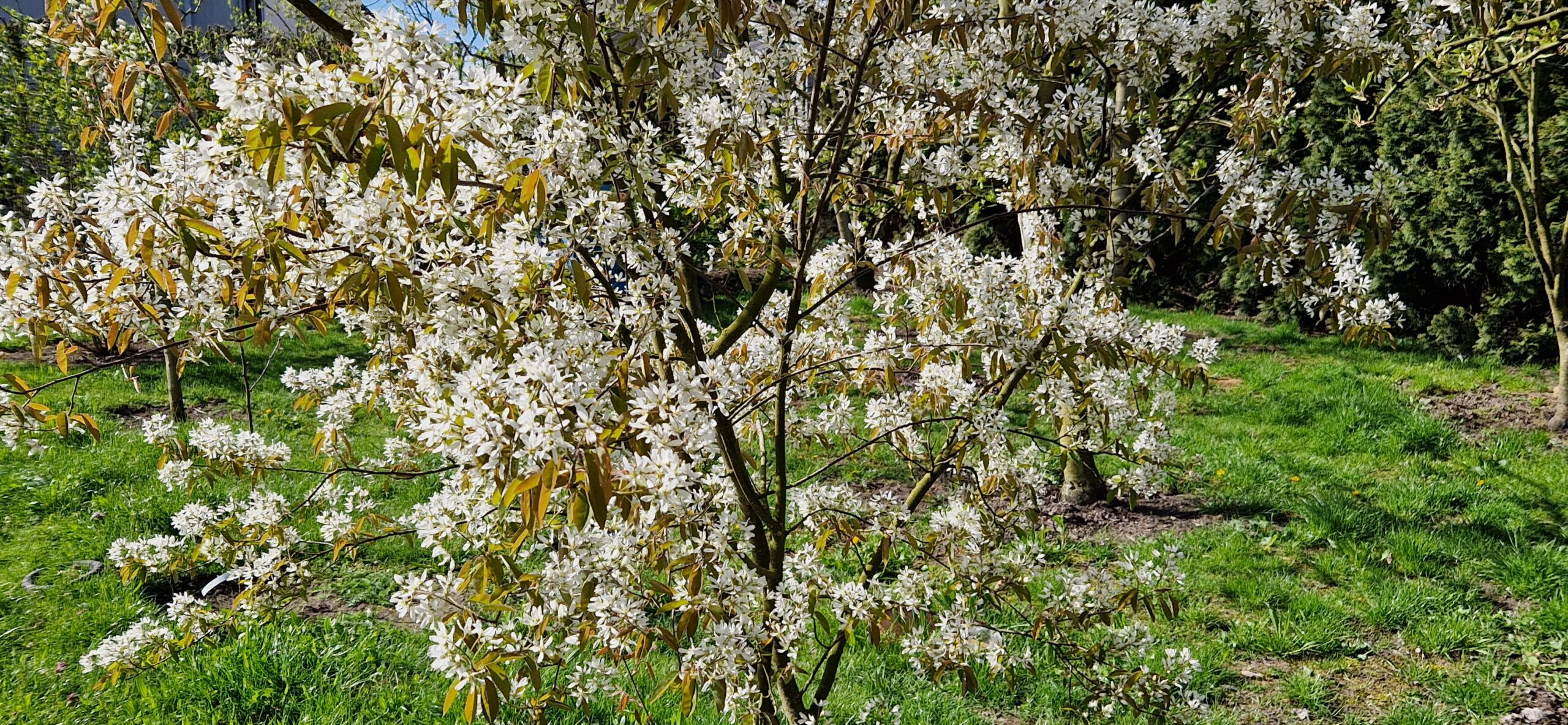 Świdośliwa lamarcka
