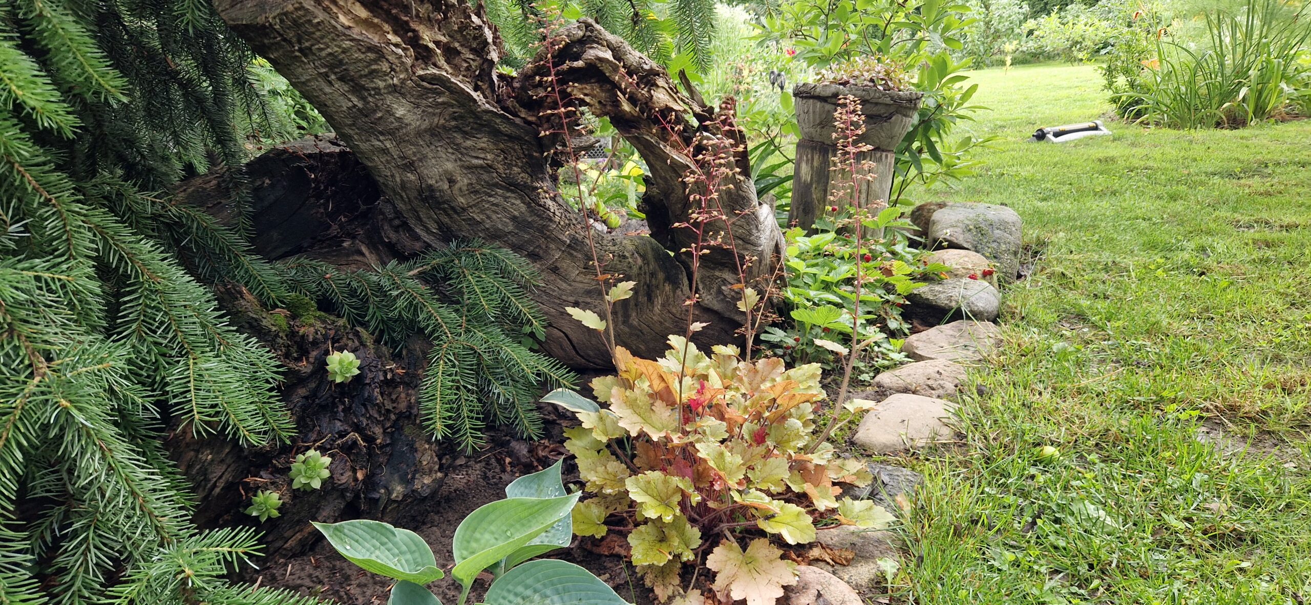 Rośliny do cienia – 15 najlepszych bylin cieniolubnych