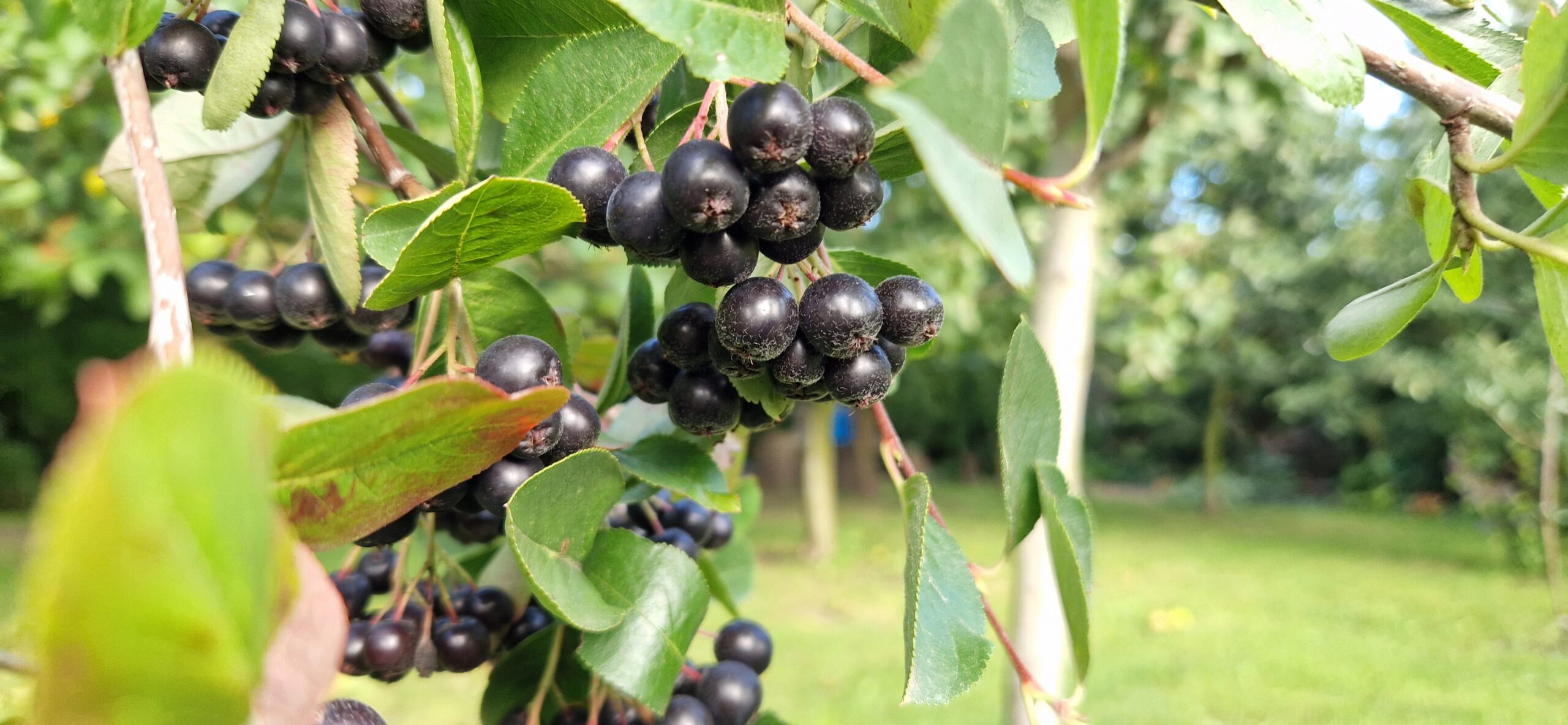 Aronia czarna