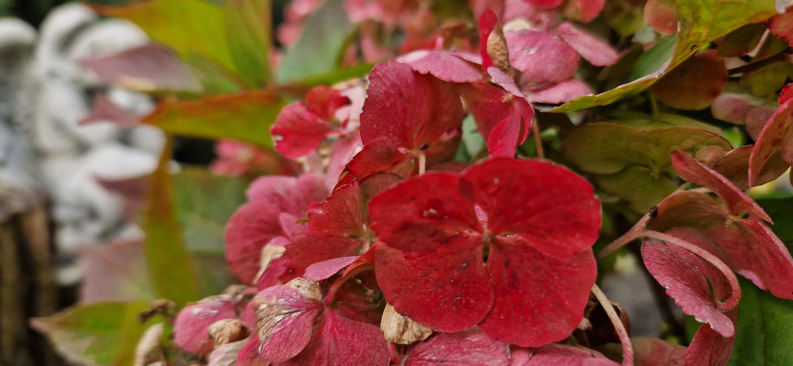 Jesienne kwiaty w ogrodzie