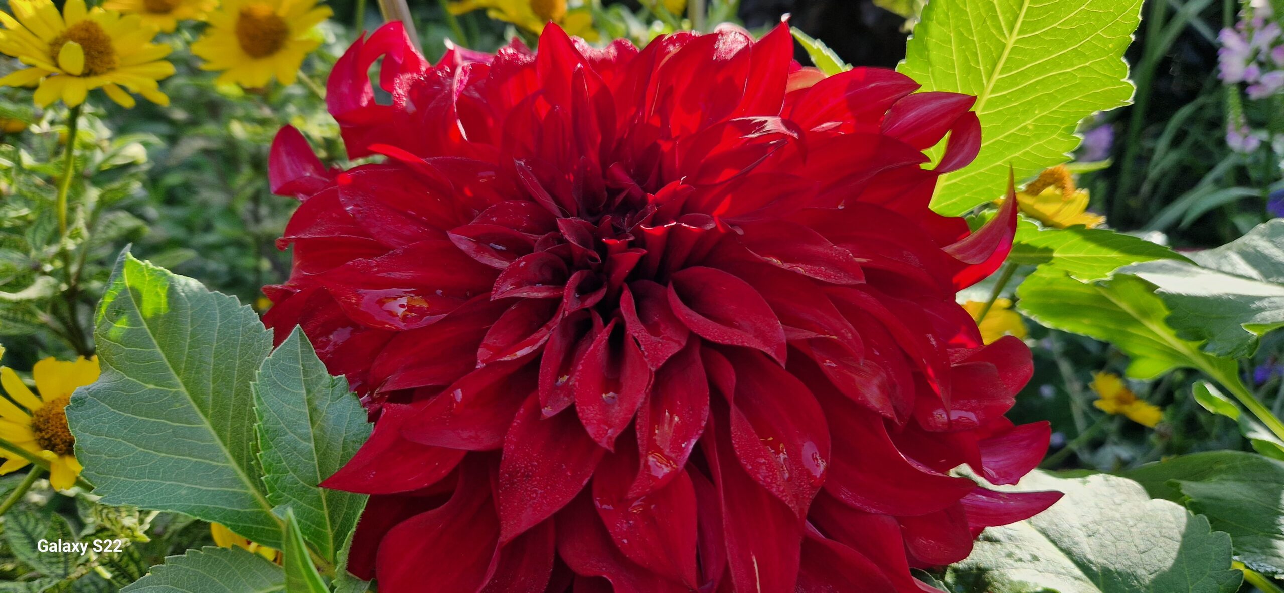 Czerwony kolor w ogrodzie