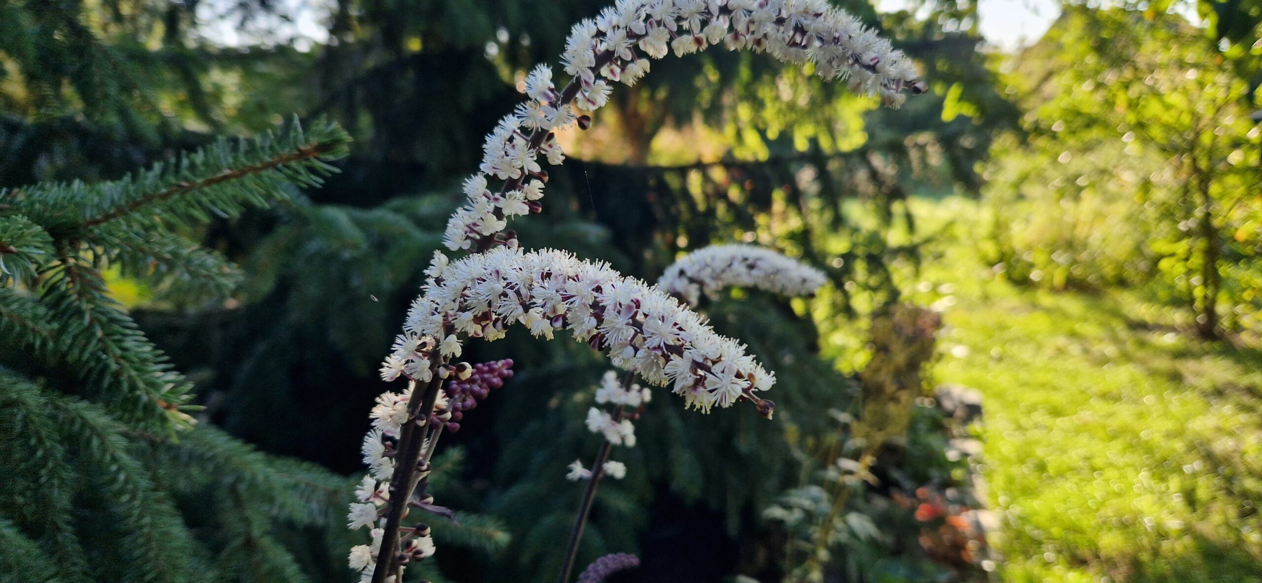 Świecznica Pluskwica Brunette