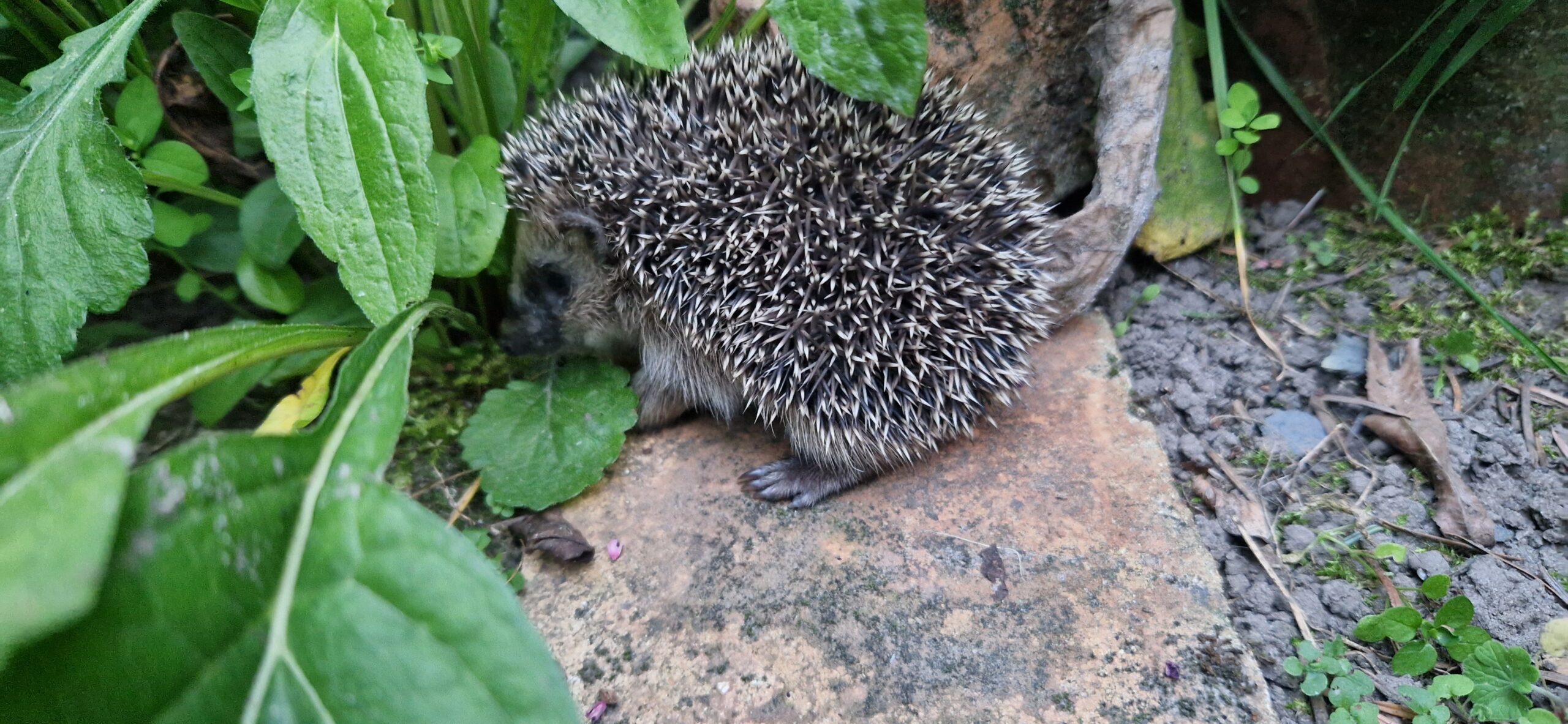 Jeż w ogrodzie