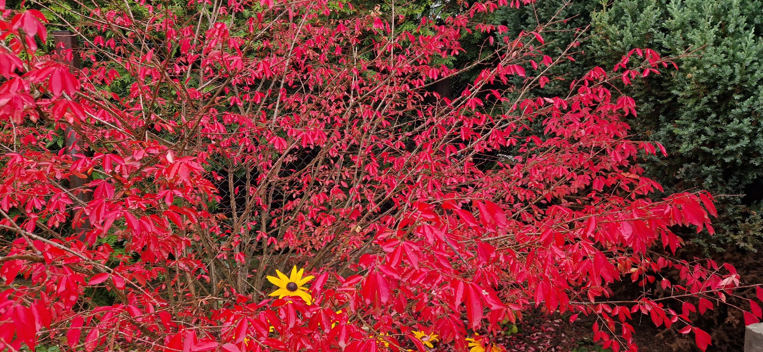 Trzmielina oskrzydlona, płonący krzew